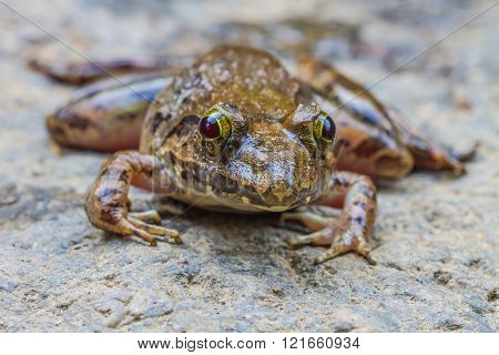 Closeup Of Asian River Frog