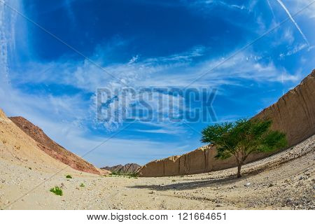The stone desert in mountains of Eilat, Israel. Acacia tortilisi locust in the Black Canyon. 
Photo taken with fisheye lens