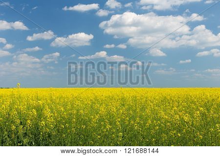 Rape Field Under Blue Cloudy Sky