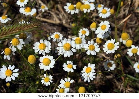 Chamomile flower herbs in Spring time in Greece