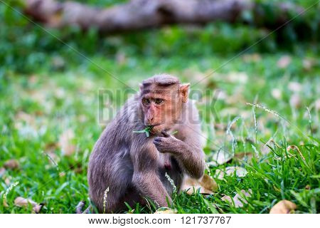 The Macaque diaries. The bonnet macaque is a macaque endemic to southern India. Its distribution is limited by the Indian Ocean macaque. These art part of the big Banyan tree troop Bangalore India.