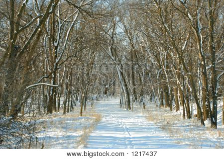 Snowy ścieżka w lesie