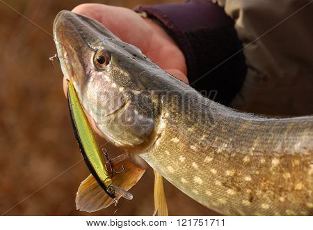 Pike fishing