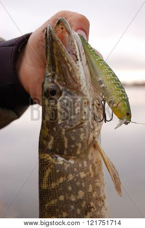 Pike fishing