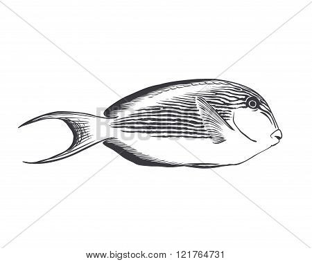 Striped Surgeon Fish