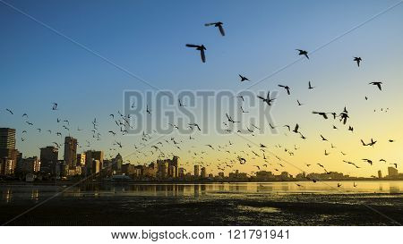 Durban Harbor With Birds Flying Over