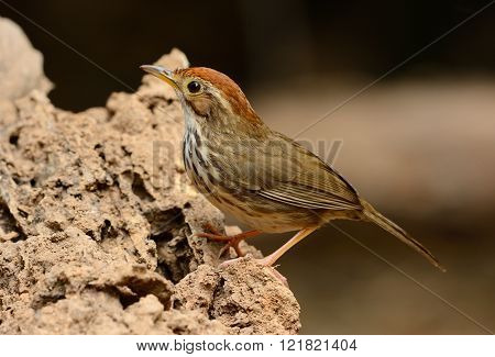 beautiful Puff-throated Babbler (Pellorneum ruficef) in Thai forest