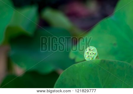 Lotus Head With Lilypads