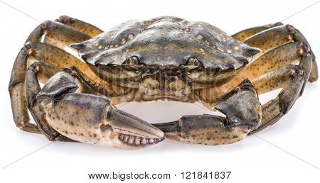 Carcinus maenas -edible alive crab isolated on a white background.