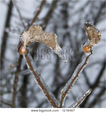 Signsofwinter