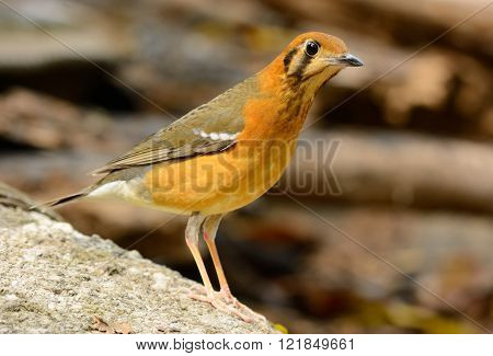 beautiful female Orange-headed Thrush (Zoothera citrina) in Thailand