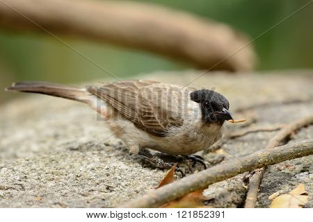 beautiful Sooty-headed Bulbul (Pycnonotus aurigaster) resting in branch