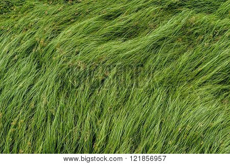 Cocograss, close up beautiful green Nut grass pattern from garden