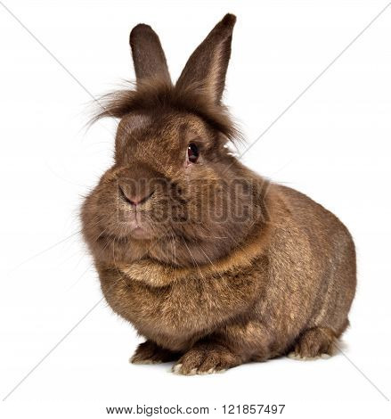 Funny Big Head Chocolate Colored Lionhead Rabbit