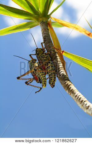 two grashopper
