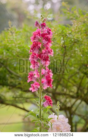 Snap dragon flower (Antirrhinum majus) blooming in garden