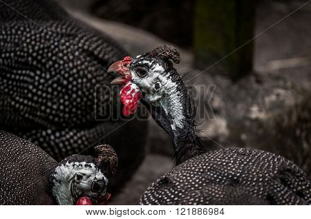 A close up shot of guinea fowls.