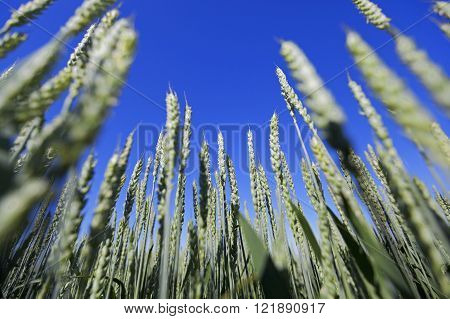 Photographed Immature Green Grass In The Summer, Blue Sky