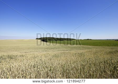 Agricultural Field On Which Grow Up Cereals Wheat, Belarus, Ripe And Yellowed Cereals, Small Depth O