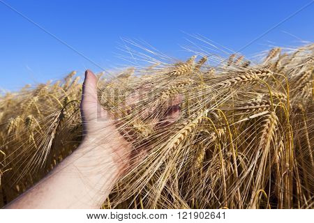 Agricultural Field On Which Grow Up Cereals Wheat, Belarus, Ripe And Yellowed Cereals, Small Depth O