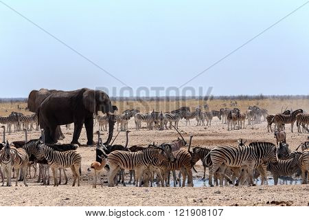 Crowded Waterhole With Elephants