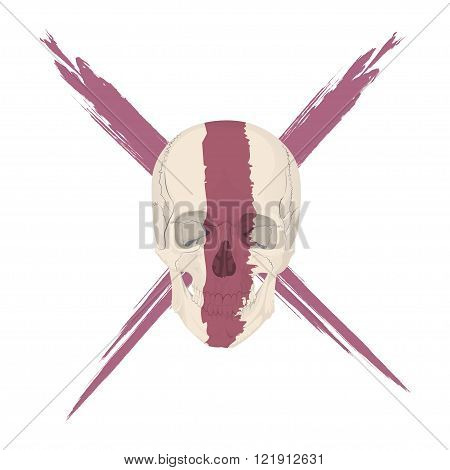 human skull bones skeleton dead anatomy illustration