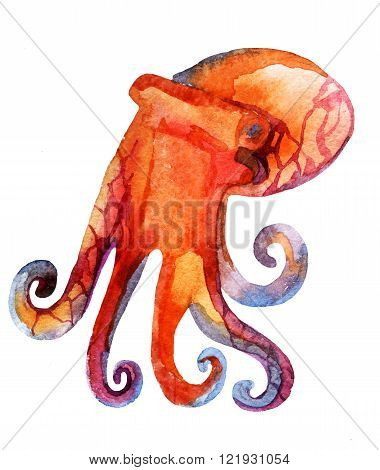 watercolor octopus isolated on white background - hand painted illustration