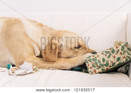 Dog tearing up Christmas present