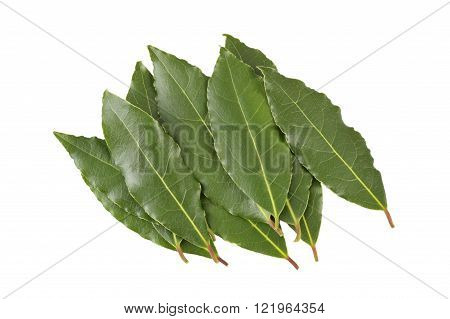 Whole fresh picked Bay leaves or Bay Laurel leaves used in cooking as an ingredient to flavor dishes.