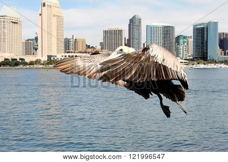 Grey pacific pelican with blue sky and the skyline of San Diego in the background.
** Note: Soft Focus at 100%, best at smaller sizes