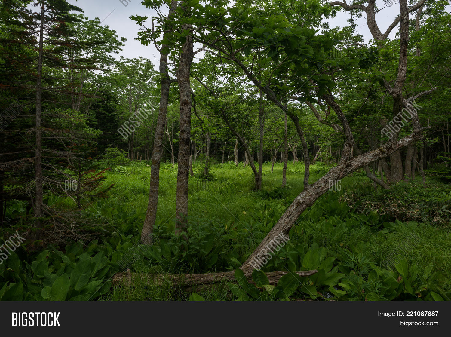 Image Preview