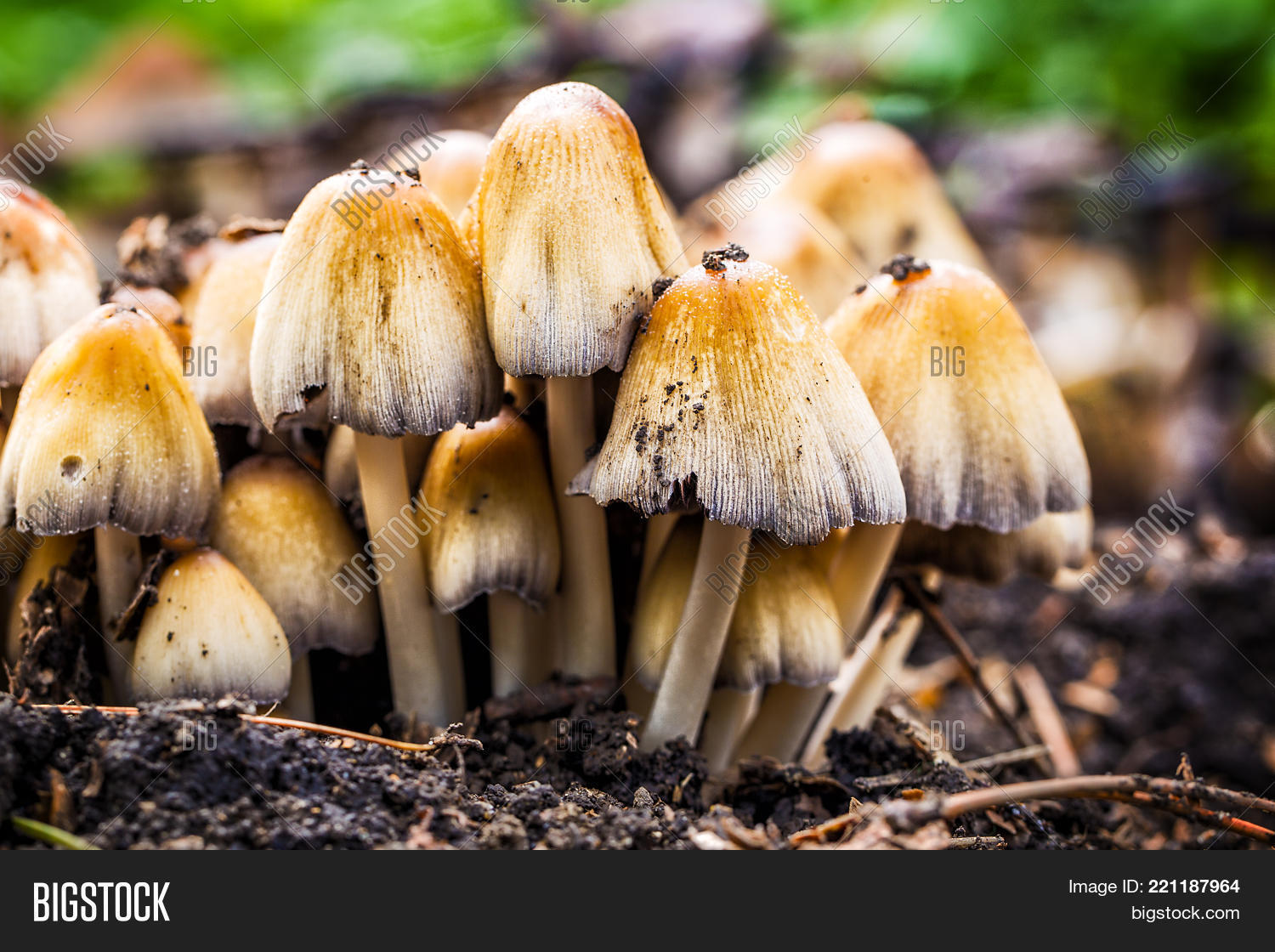 Image Preview