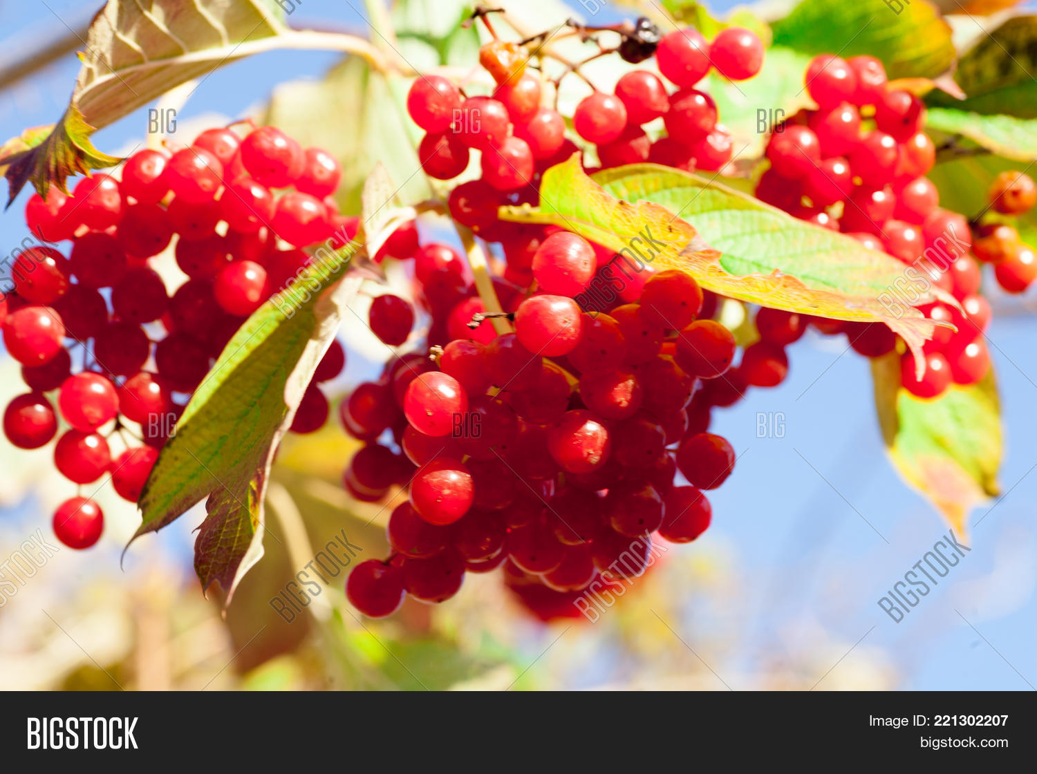 Image Preview