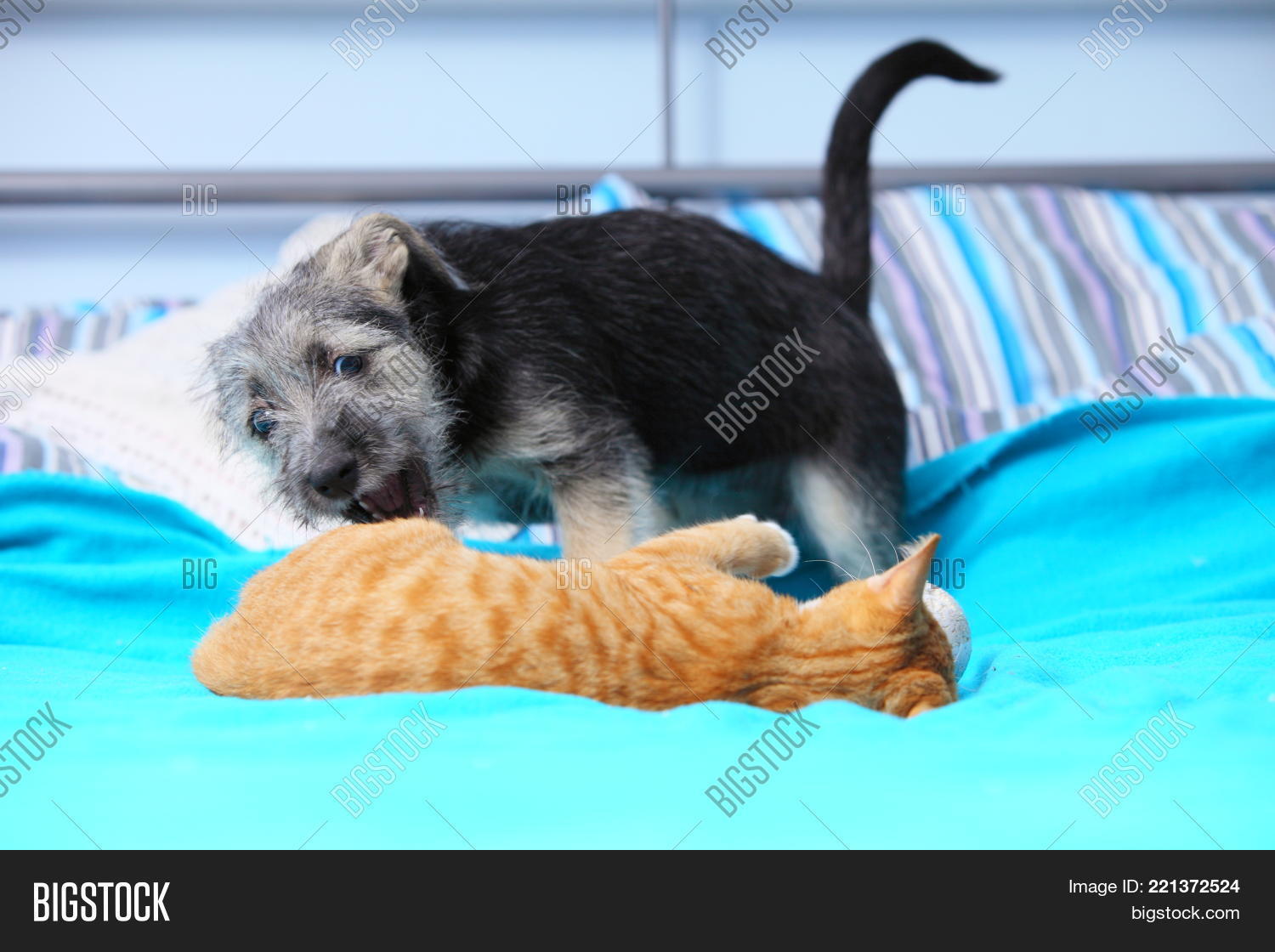 Get Wallpaper Animals Pets Home Dog Image Photo Free Trial Bigstock Free