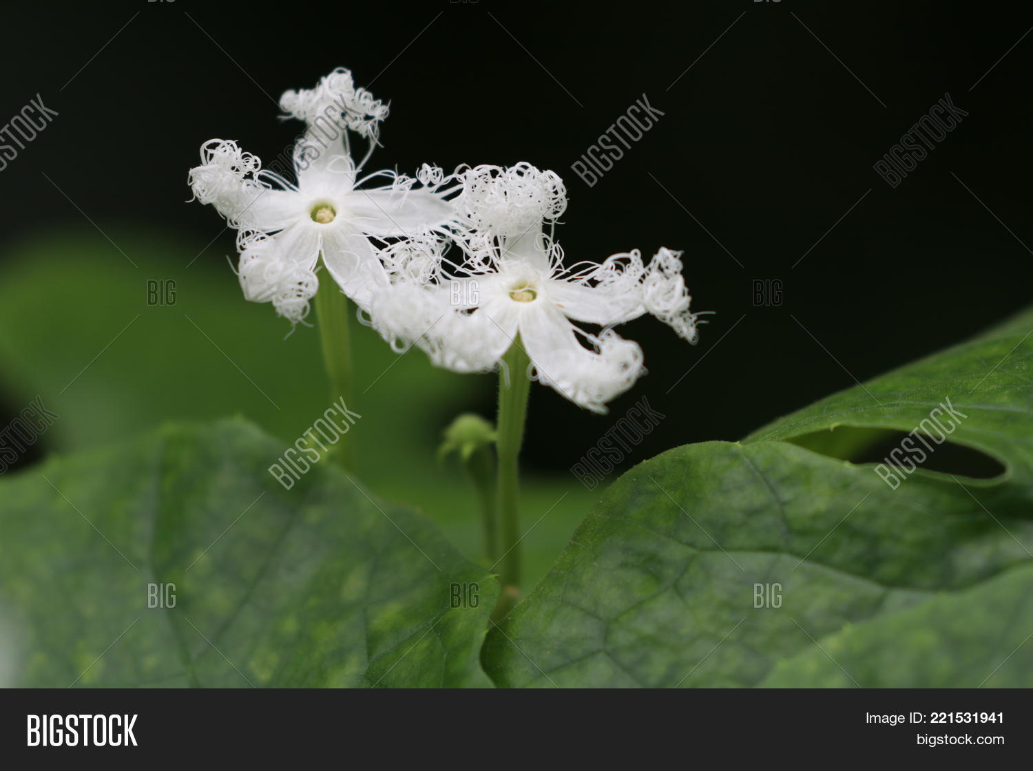 Close Snake Gourd Image Photo Free Trial Bigstock