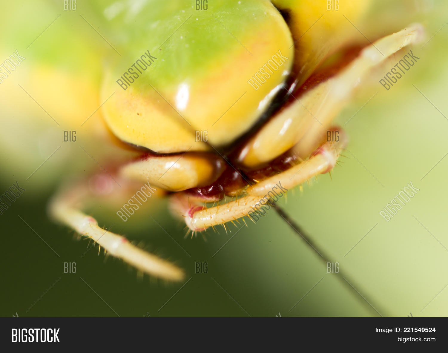 Image Preview