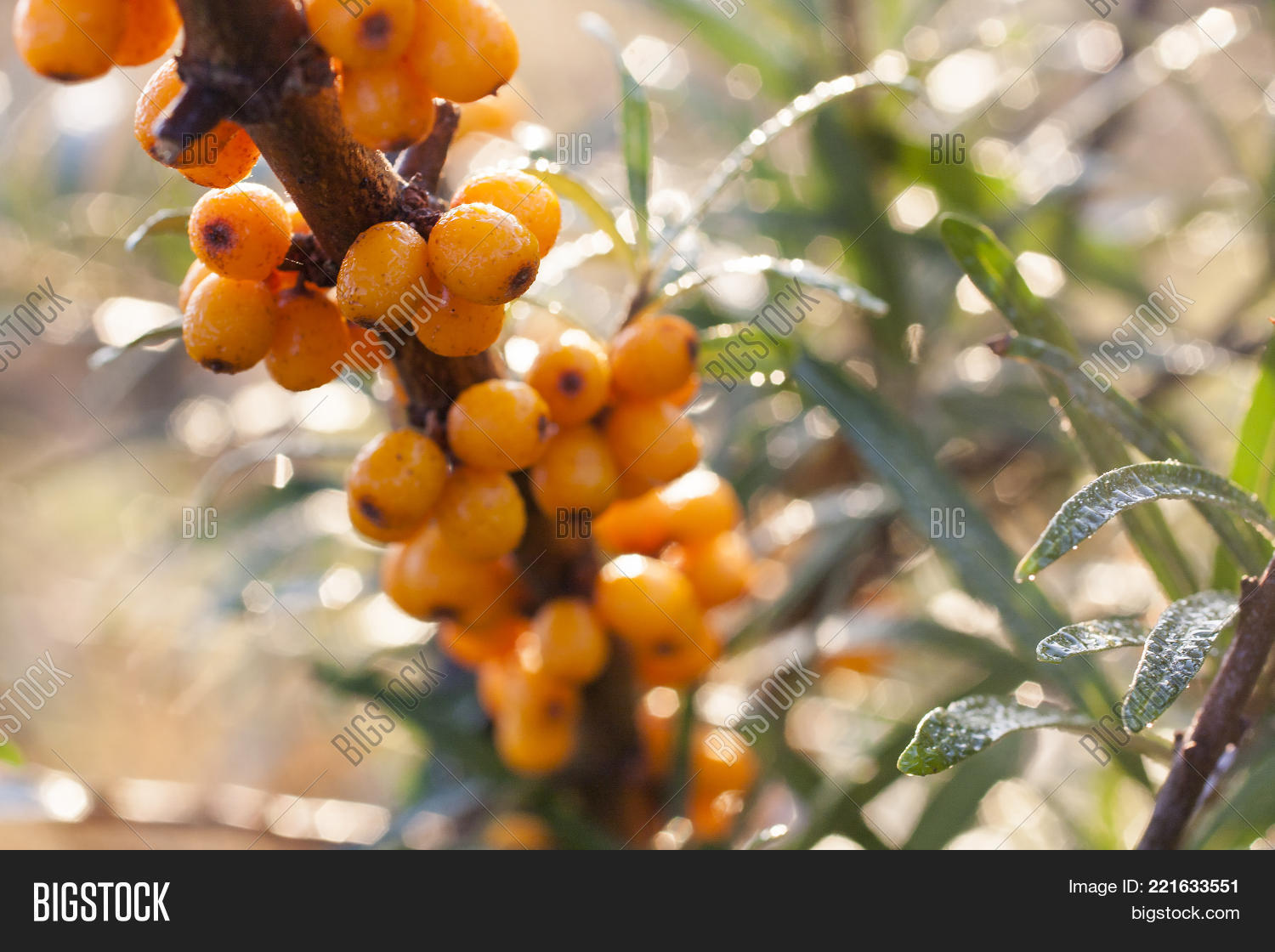Image Preview