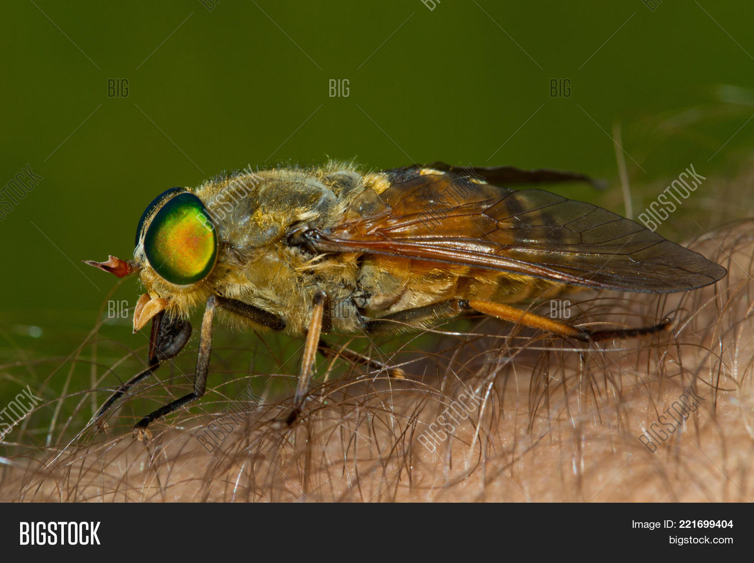 муха слепень. маска "конь". муха лошадь. муха лошадь. жираф высокий а кто низкий.