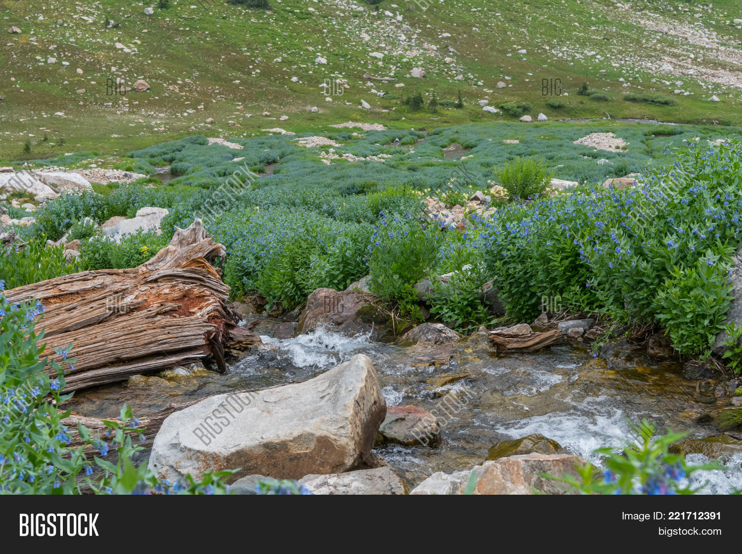 Image Preview