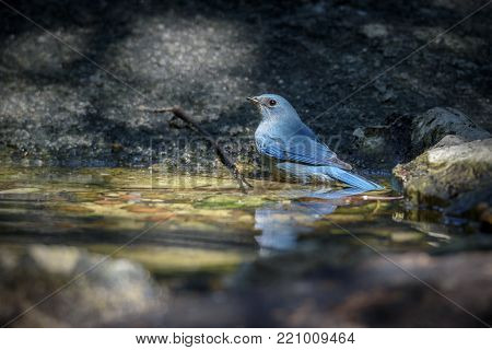 Low key image of beautiful blue Nilgiri flycatcher bathing in a small pond in the forest with reflection , Thailand