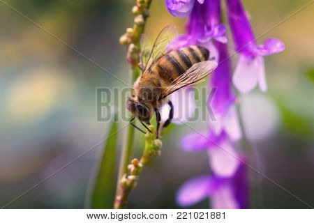 purple or lilac flower with a bee collecting pollen or nectar. Purple flower like a daisy in flower bed.spring (summer) lilac (purple) flower and bee. Bee on a flower