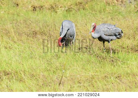 Pair of Thai Sarus crane in Chorakhe Mak Reservoir , Buriram Province , Thailand