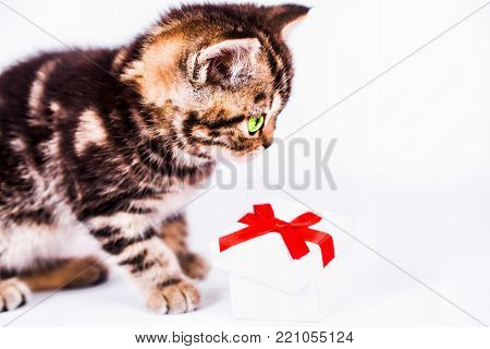Scottish Straight kitten plays with gift box. isoliert on white background