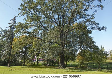 A large old oak in a park in Plawniowice in Poland