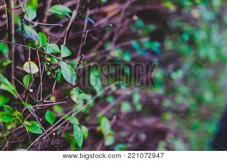 last green leaves reamining on semi-bare branches shot at shallow depth of field at the park in Dublin in winter