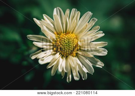 Bloomed Daisy close up view from the top