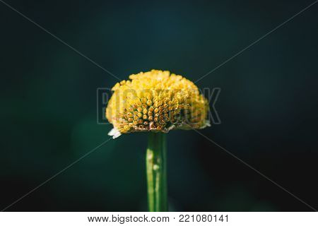 Top close up of a yellow floer center