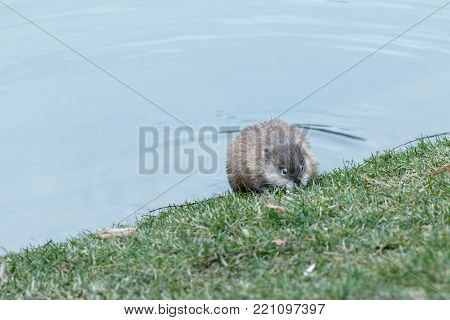 The muskrat (Ondatra zibethicus) in natural habitat Kiev Ukraine 2018