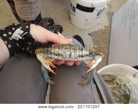 Blue Crab caught off of Jekyll Island coast.