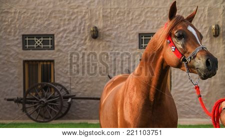 Beautiful Arabian horse in Ajman United Arab Emirates